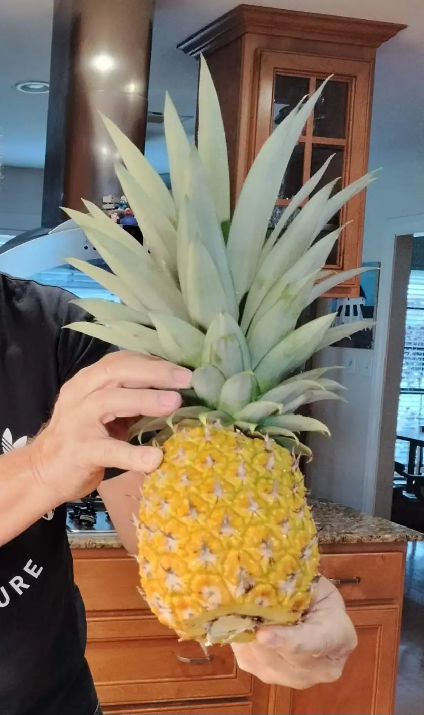 A person in a kitchen holds a pineapple with a bite taken out of its bottom, revealing the inside. The overlaid text reads…