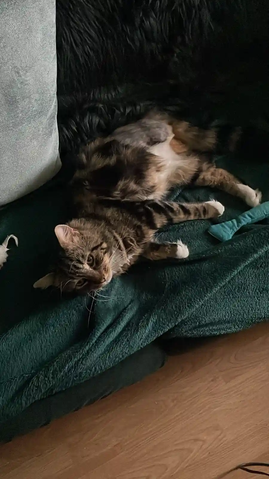 A tabby cat with white paws lies on its side on a dark green blanket, exposing its belly, while looking up with a relaxed…