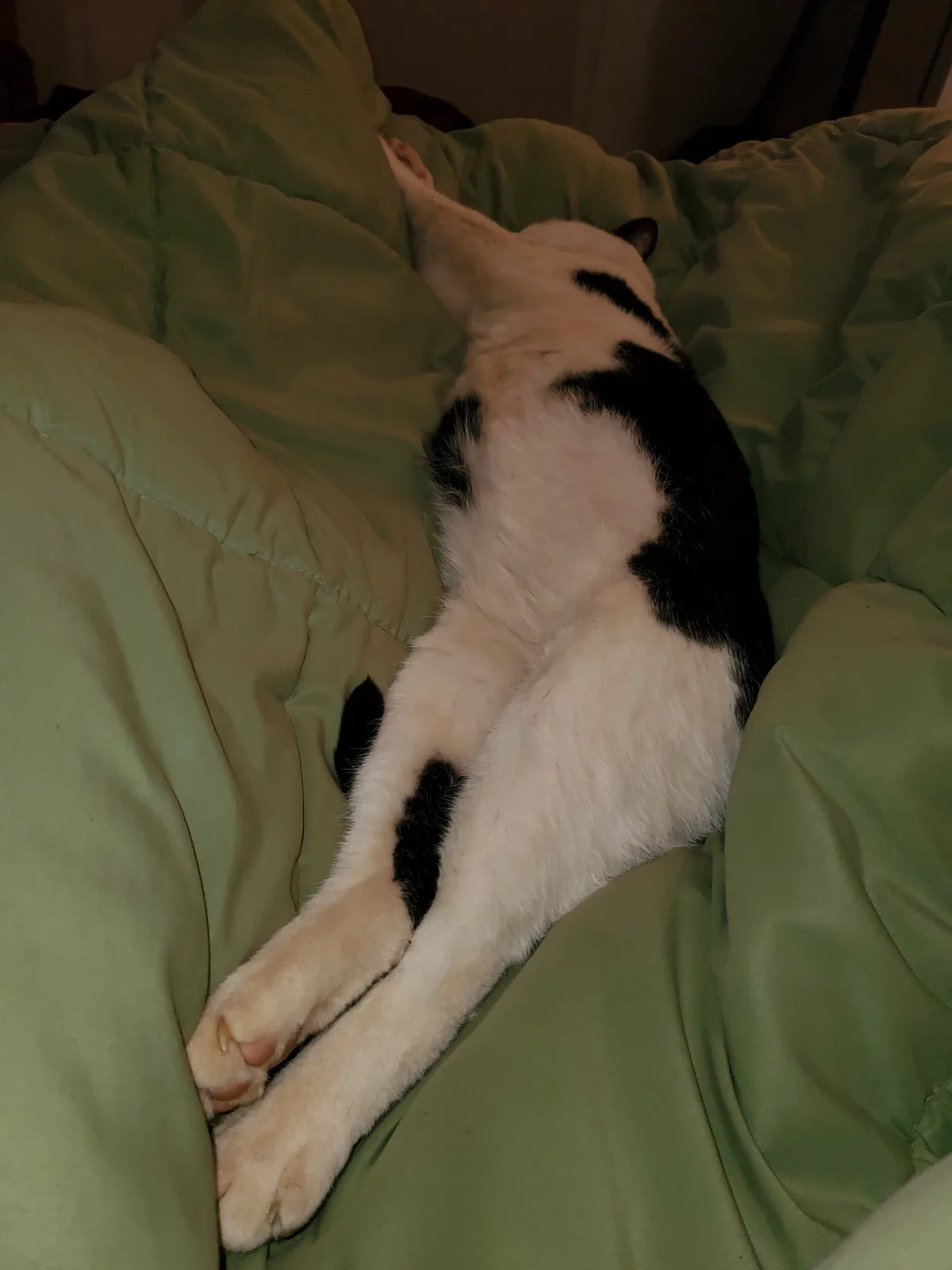 Saturdays are dedicated to our feline friends