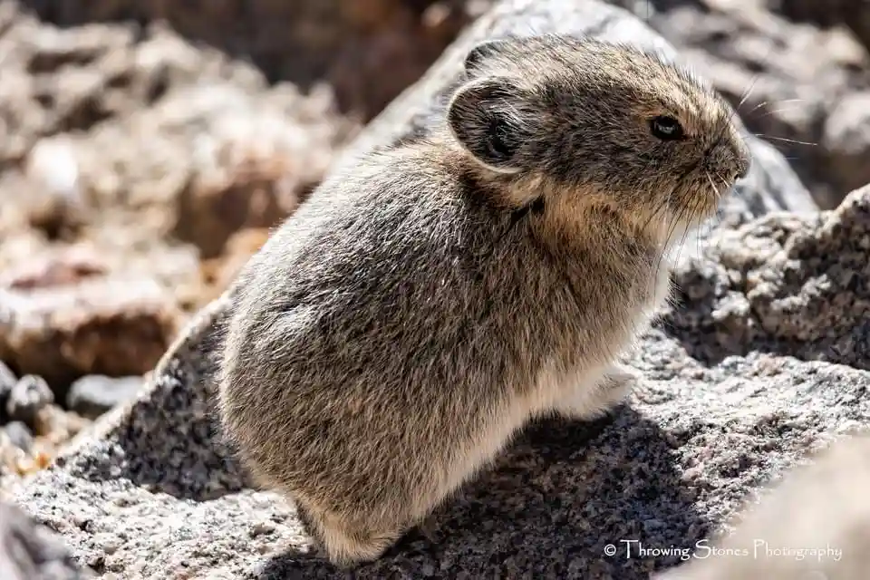 A small, furry pika sits on a sunlit rock, looking alert and slightly confused. The image has overlaid text reading 'i'm not…
