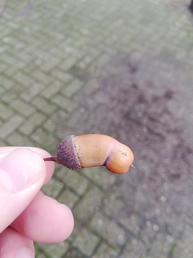 Team Acorn! Remember, not all growers are show-ers