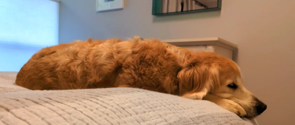 A golden retriever is curled up and sleeping on a white textured bedspread in a bedroom. The dog's head is resting on the…
