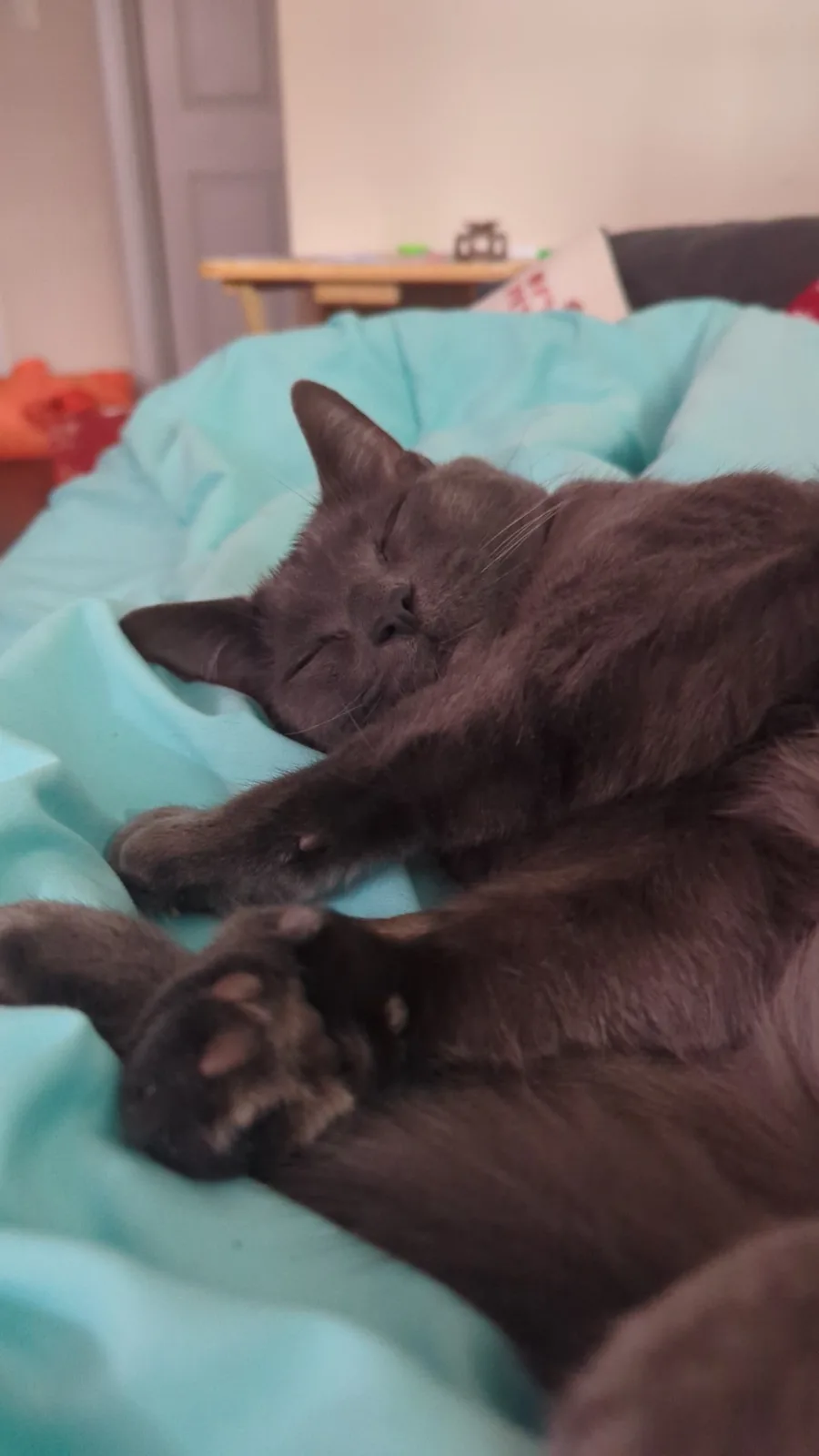 Clearly, Someone is Enjoying the Cozy Heated Blanket