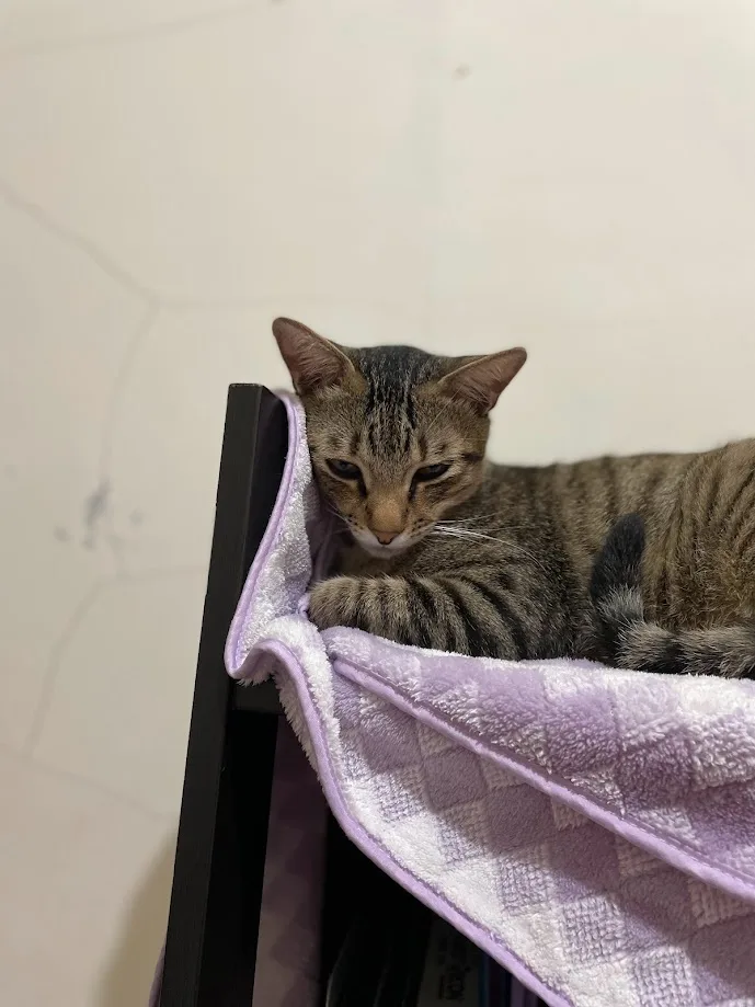 A tabby cat with dark stripes is lying on a purple and white checkered towel draped over the back of a black chair, looking…