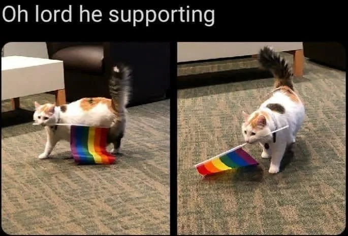 A split image shows a calico cat in two panels. In the left panel, the cat walks with a small rainbow flag draped over its…