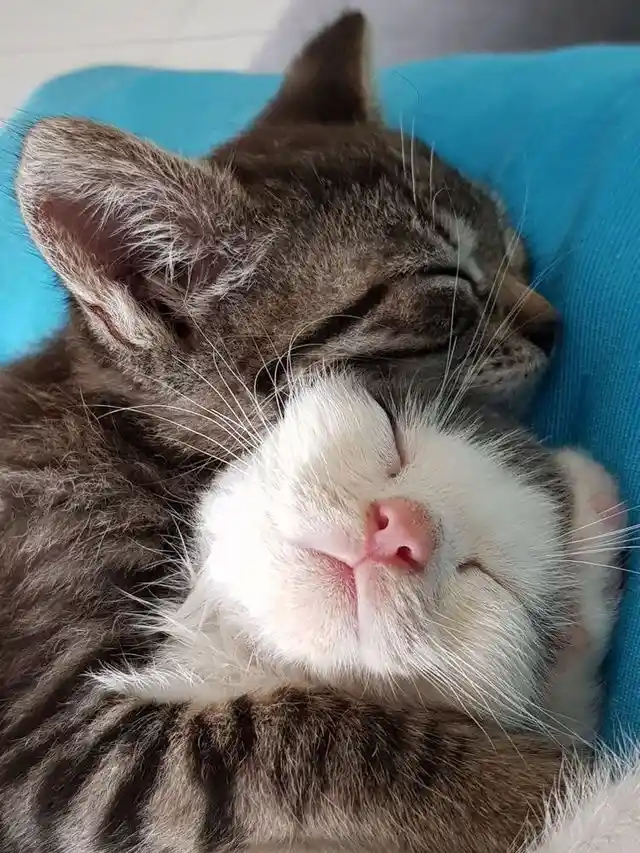 A tabby cat is curled up and sleeping soundly while hugging a white cat, both with eyes closed and peaceful expressions, on…
