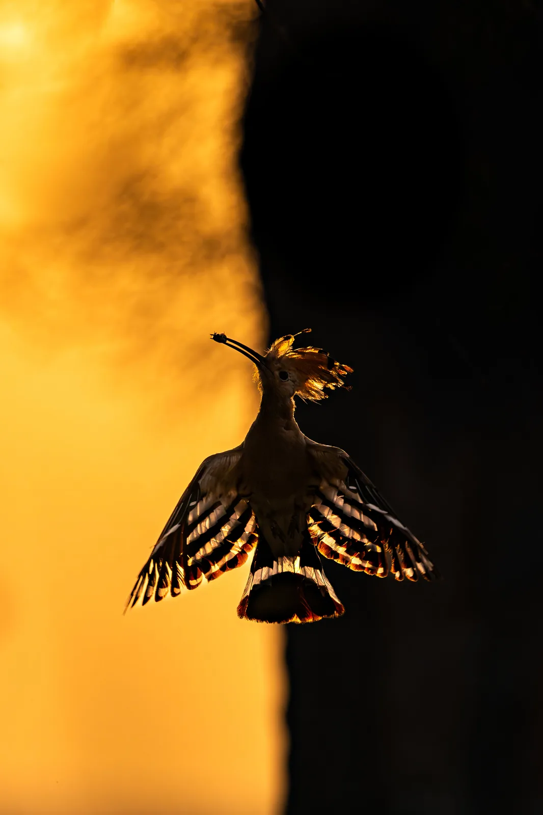 A hoopoe bird is silhouetted against a golden sunset, wings spread wide, with a small camera mounted on its beak. The bird…