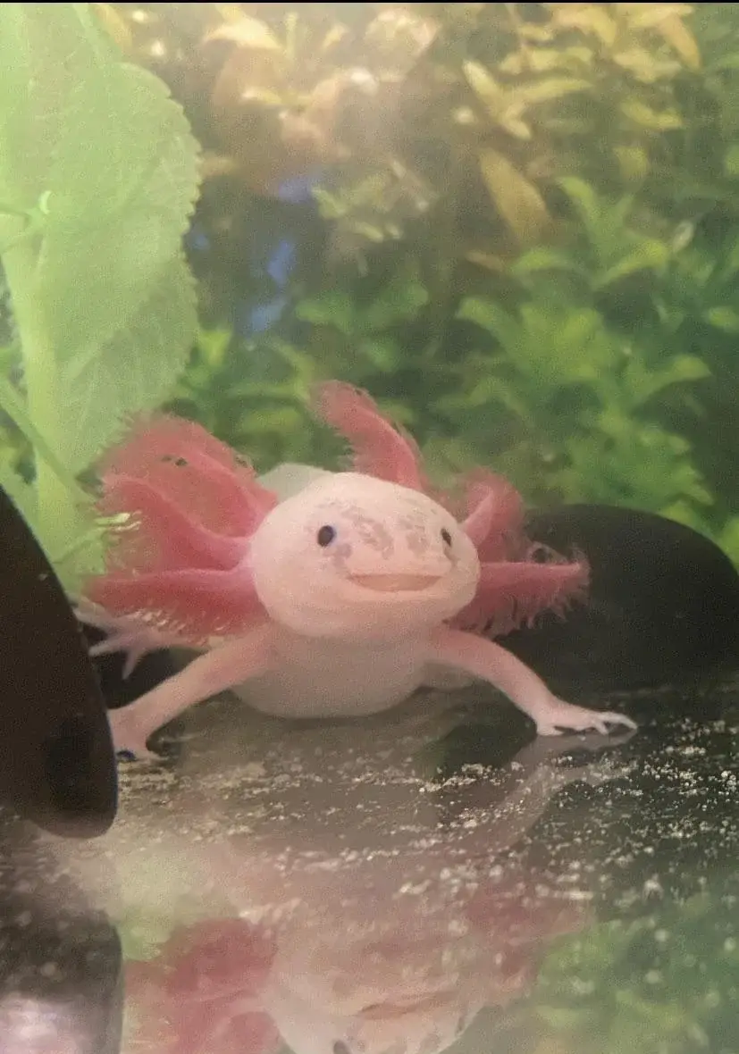 A pale pink axolotl with feathery pink gills sits in an aquarium, looking directly at the camera with a wide, smiling mouth…