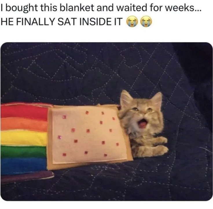 A fluffy, light brown kitten with wide eyes and an open mouth sits on a dark blue quilted blanket next to a handmade pillow…