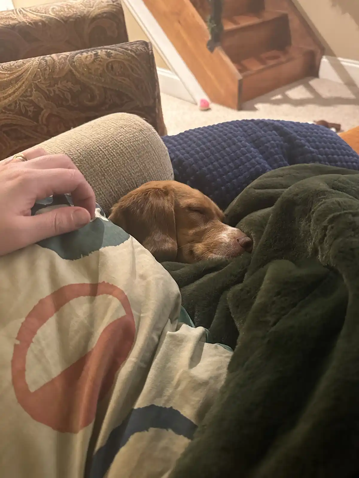 A brown dog with floppy ears is sleeping peacefully on a couch, partially covered by a green blanket and a patterned throw…