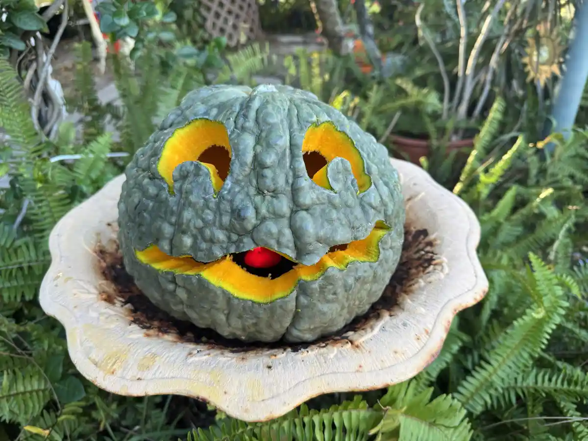 A gray, bumpy, non-traditional pumpkin with carved eye and mouth holes sits on a large, white, scalloped dish surrounded by…