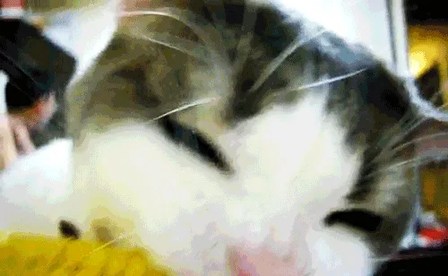 A cat with white and gray fur is shown in a sequence of six panels, slowly licking a yellow ear of corn wrapped in foil. The…
