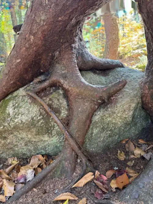 Nature's Masterpiece: Tree Roots Embracing a Massive Boulder