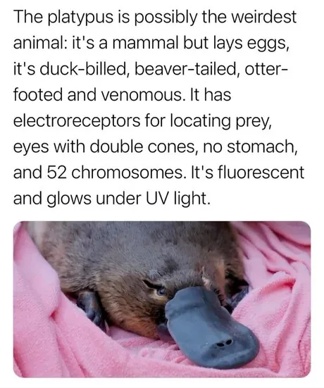 A close-up photo of a platypus resting on a pink blanket, its distinctive duck-like bill and furry body visible. Overlaid…