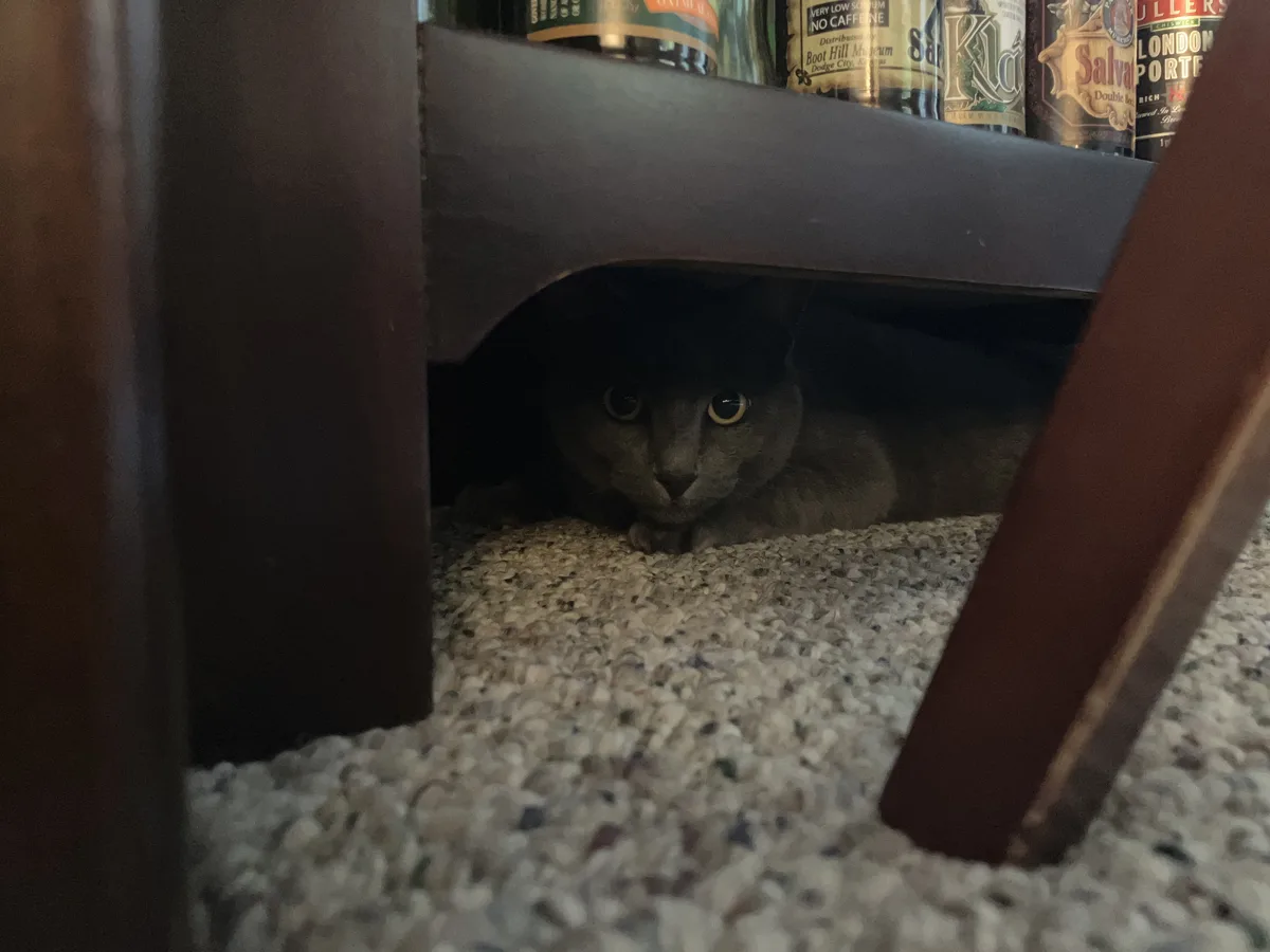 A gray cat with wide, alert eyes is peeking out from under a dark wooden table, lying on a speckled carpet. Above the table…