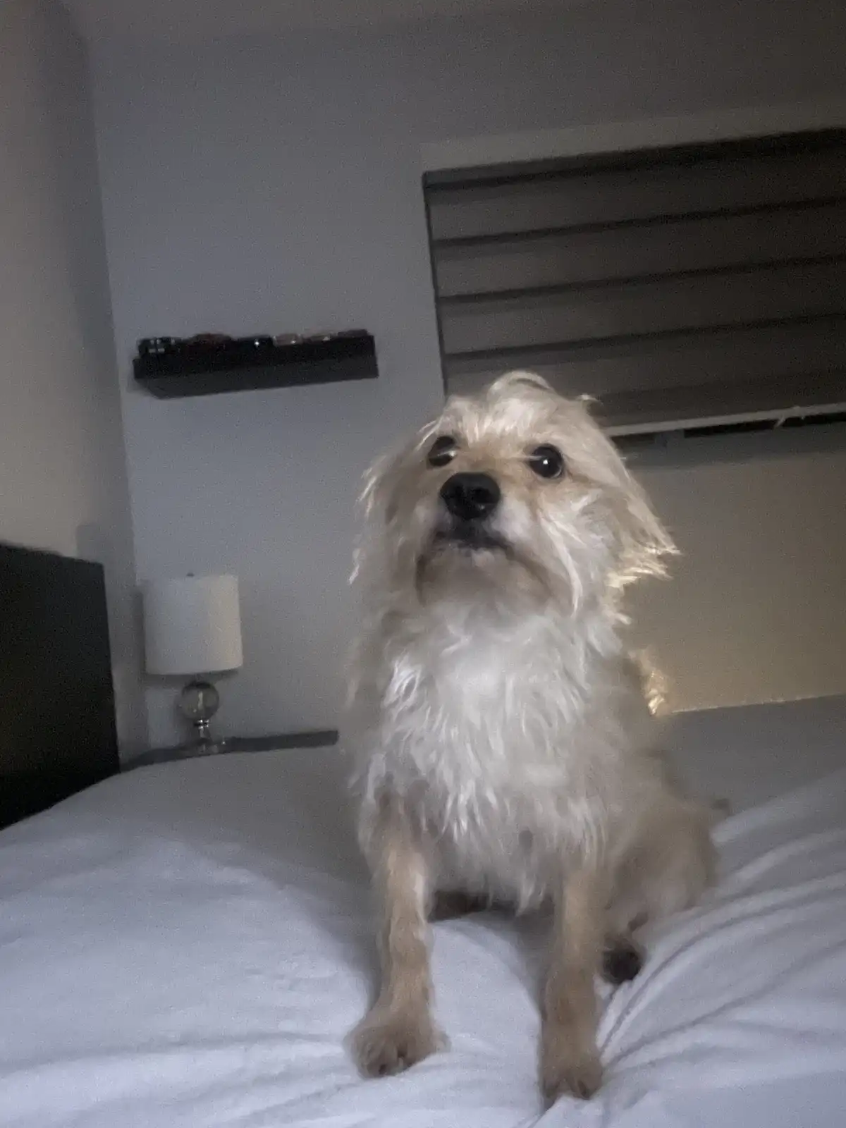 A small, fluffy, light-colored dog with shaggy fur sits upright on a white bed, looking directly at the camera with wide…