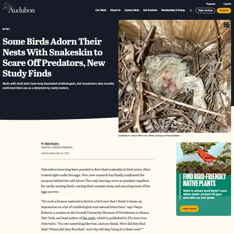 A close-up photo shows a bird's nest made of twigs containing several eggs, with a shed snakeskin draped over them. The…