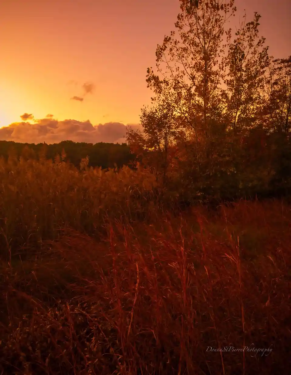 A serene sunset photograph shows tall grasses in the foreground bathed in warm orange and red light, with trees silhouetted…