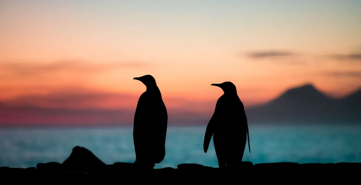 Two penguin silhouettes stand side by side on a rocky shore against a vibrant sunset sky with orange and blue hues. The…