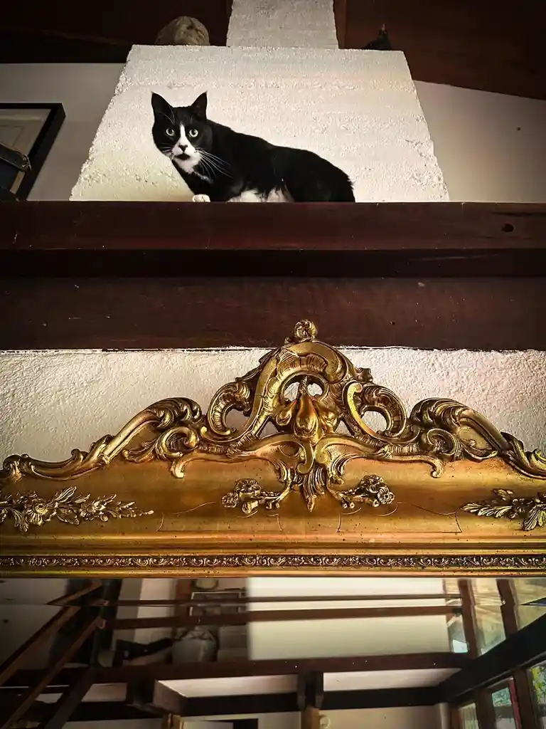 Proclaiming My Rule: I'm the King of the Castle