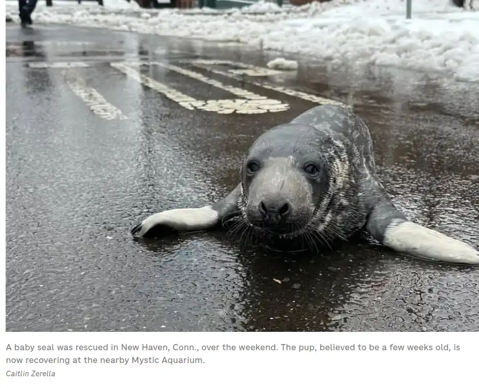 A small, wet baby seal pup lies on a wet asphalt road, looking directly at the camera with large, innocent eyes. Its…