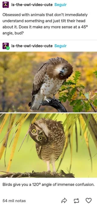 Puppies, Cats, and Owls: Oh My! A Whimsical Animal Parade