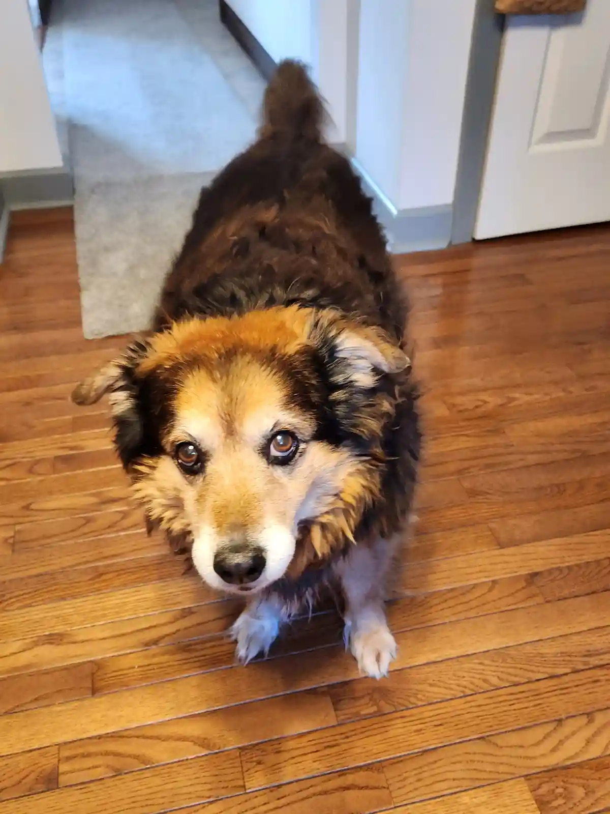 A fluffy brown and tan dog with sad, pleading eyes looks up at the camera from a wooden floor, its body slightly hunched and…