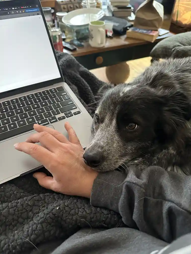 A person's hand rests on a laptop keyboard while a black and grey dog with a sad, pleading expression lies beside them, head…
