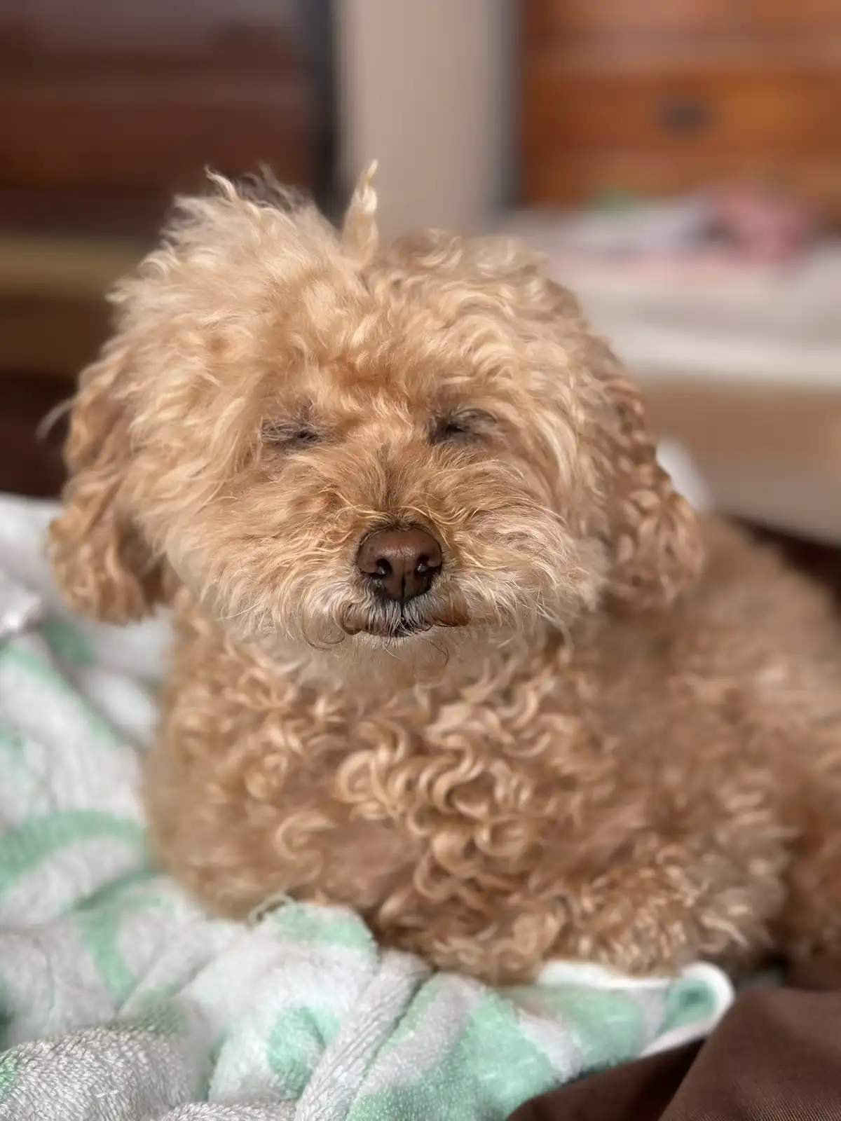 A light brown, curly-haired dog with its eyes closed is resting on a green and white striped blanket. The dog's expression…