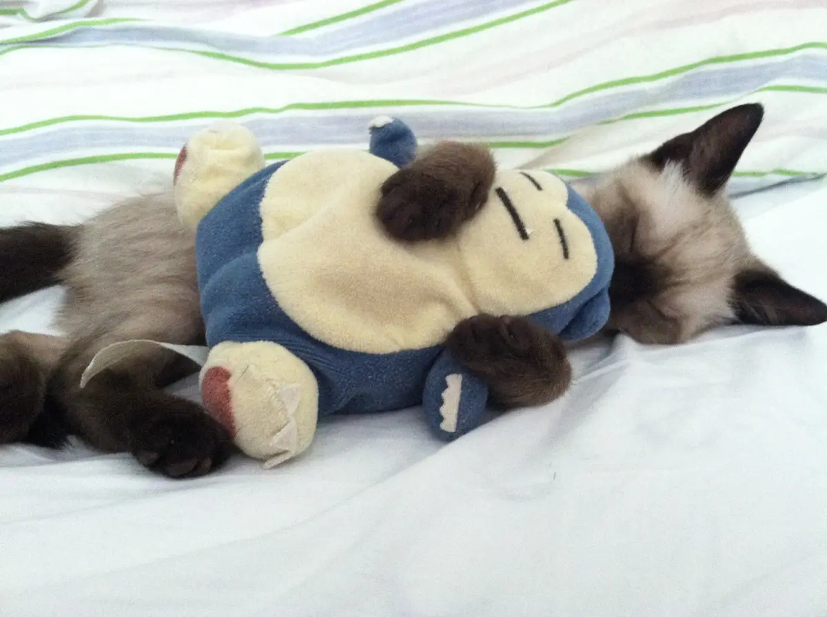 a siamese cat is sleeping on its back on a striped bedsheet, curled up with a plush snorlax toy draped over its body. The…
