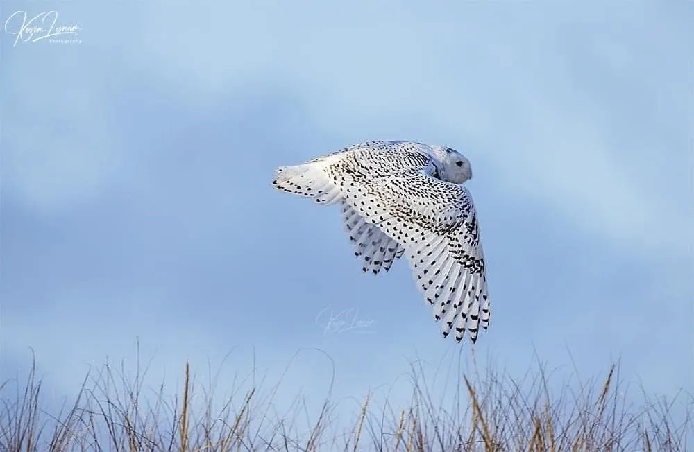A snowy owl with white and black spotted feathers is captured mid-flight against a pale blue sky, with dry grass visible at…