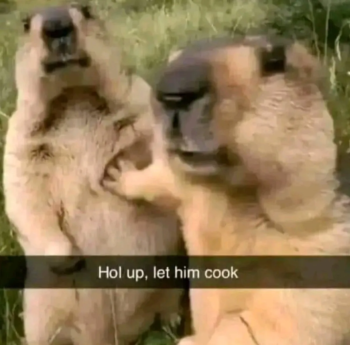 Two marmots are shown in a grassy outdoor setting, one standing upright with its paws raised as if gesturing, while the…