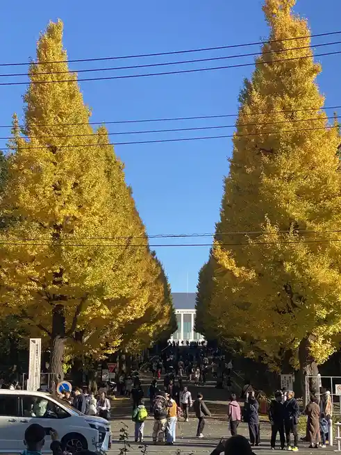 A bright, sunny autumn day at Keio University, where two rows of tall, golden ginkgo trees form a natural archway leading to…