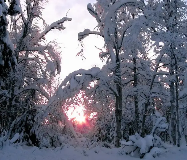 A serene winter forest scene with snow-covered trees framing a glowing sunset or sunrise. The sun shines brightly through…