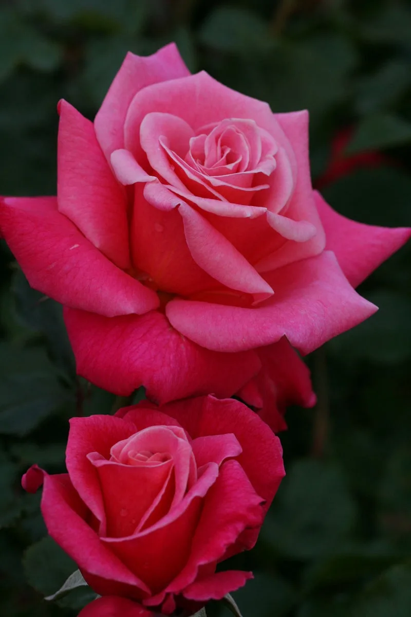 A close-up photograph shows two vibrant pink roses in full bloom against a dark green, blurred background. The larger rose…