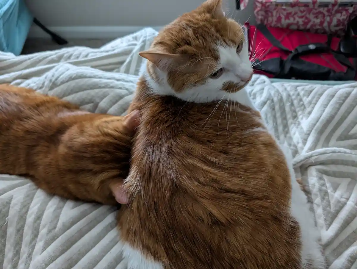 A ginger and white cat is lying on a textured blanket, looking away with a bored or unimpressed expression while a human…