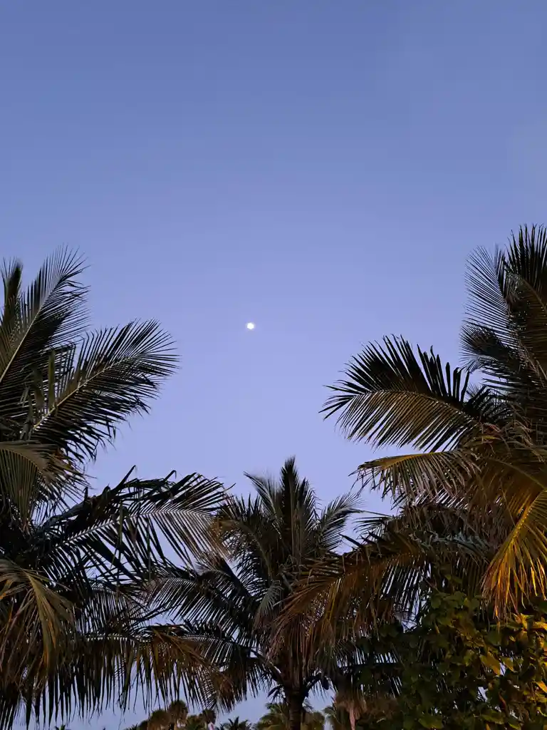 A low-angle photo shows silhouetted palm fronds framing a pale blue twilight sky with a small, bright moon centered above…