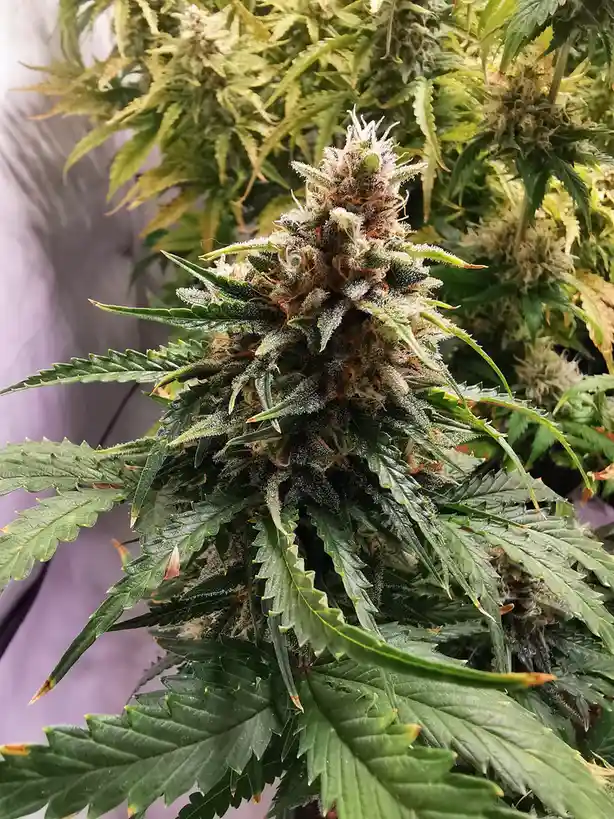 A close-up photo shows a large, dense cannabis bud covered in white trichomes and orange pistils, surrounded by green…