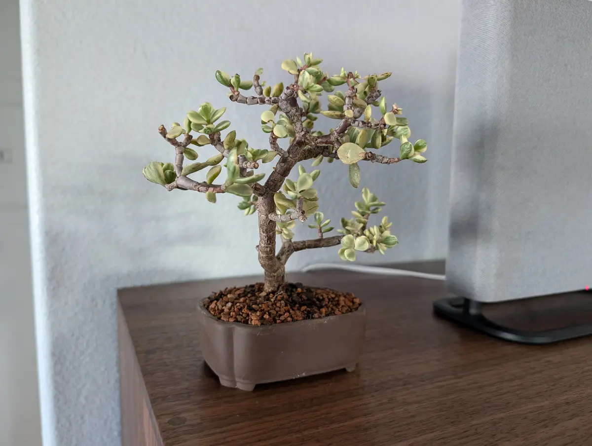 A small jade plant with thick, fleshy green leaves and gnarled brown branches sits in a brown ceramic pot on a wooden…