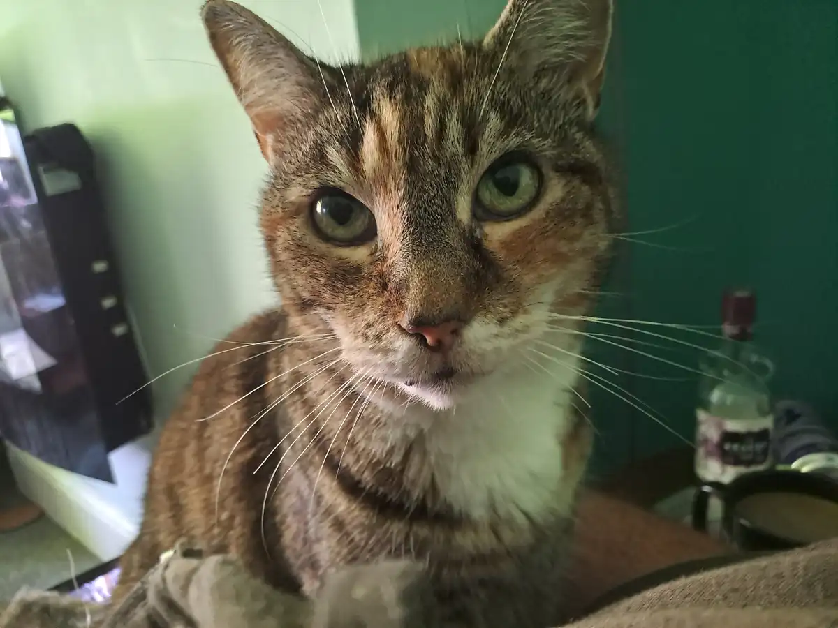 A close-up photo of a tabby cat with green eyes and a white chest staring directly at the camera, appearing slightly dazed…