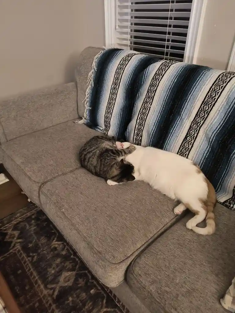 Two cats are curled up together sleeping on a gray couch with a striped blanket draped over the backrest; one cat is gray…
