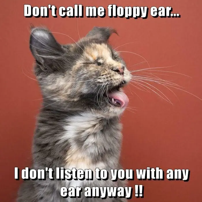 A close-up photo of a calico kitten with one ear standing upright and the other flopped down, yawning widely with its tongue…
