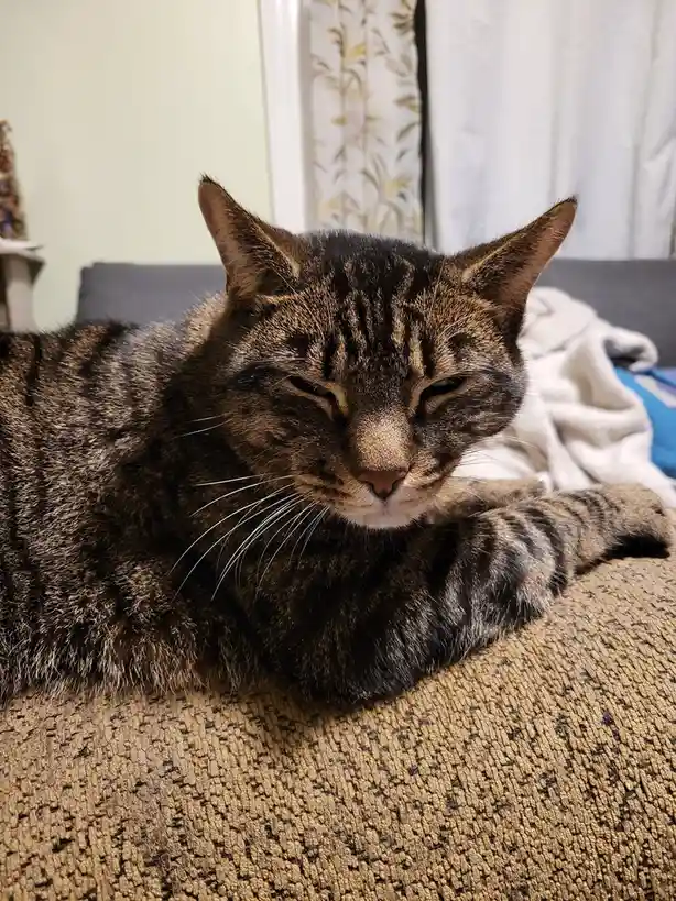 Celebrating Cake Day with a Cat Tax!