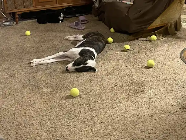 A black and white dog lies sprawled on a beige carpet, surrounded by numerous yellow tennis balls, with a black and white…