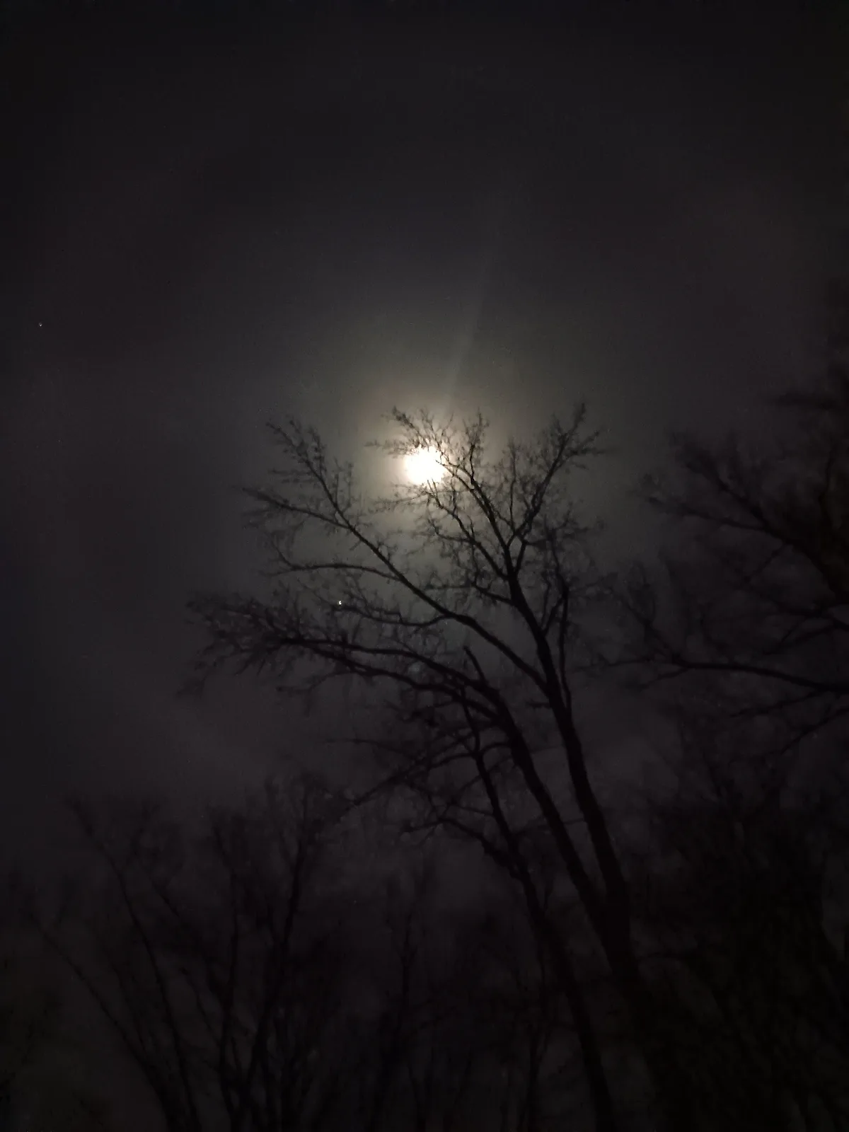 A night photograph shows a bright, hazy moon partially obscured by the bare, silhouetted branches of a tree against a dark…