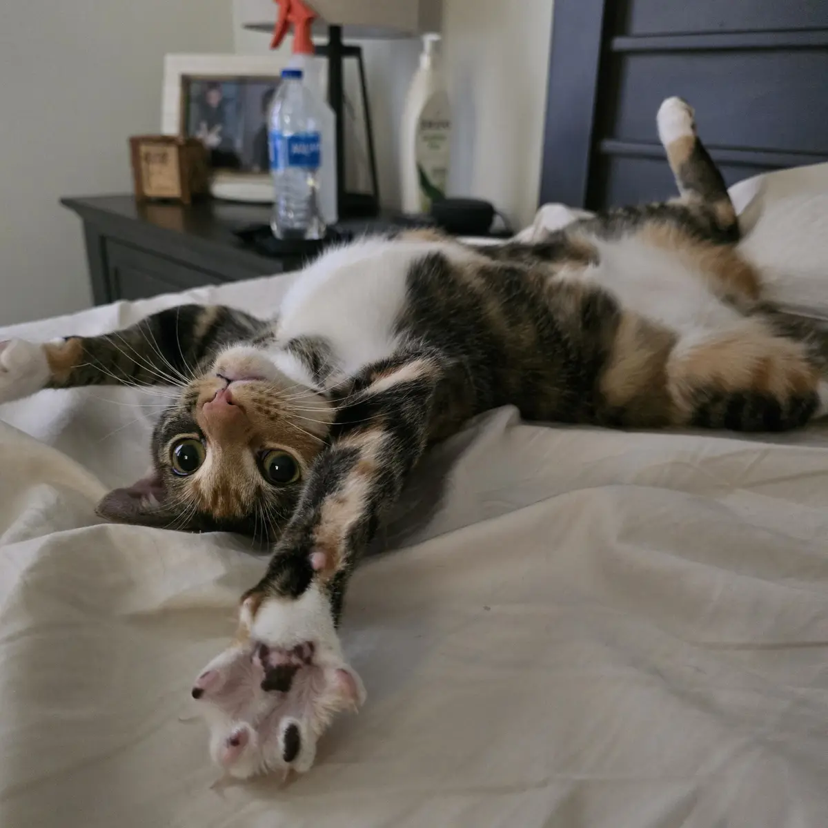A calico cat lies on its back on a bed, belly-up with paws in the air, looking directly at the camera with wide, innocent…