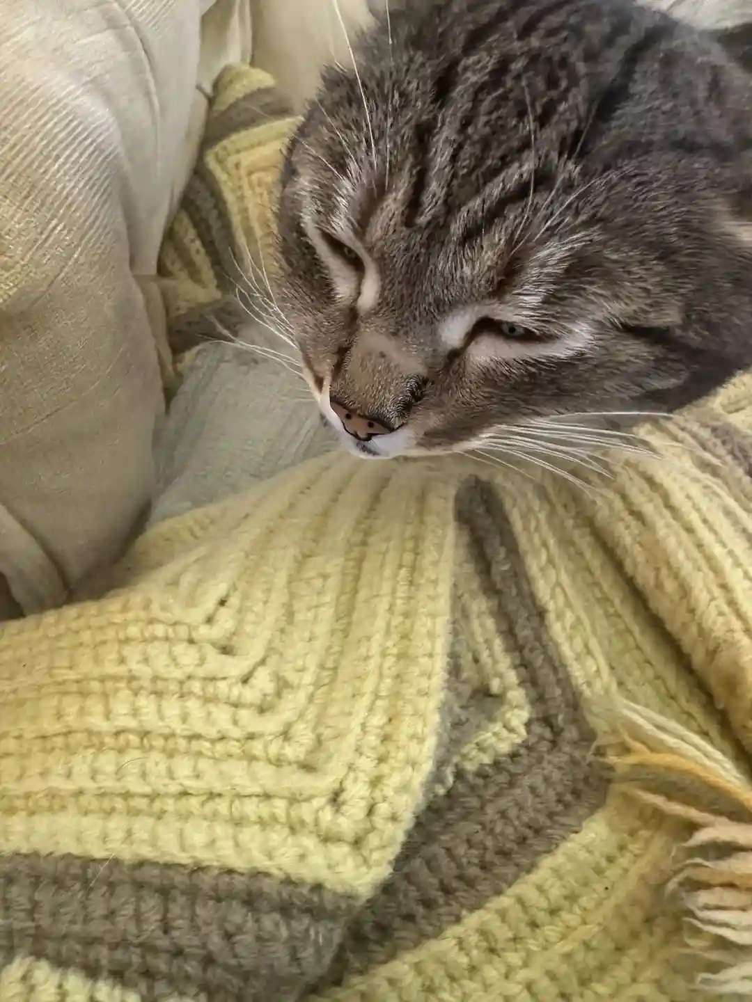 A close-up photo of a gray tabby cat with a grumpy, half-lidded expression, resting its head on a yellow and gray striped…