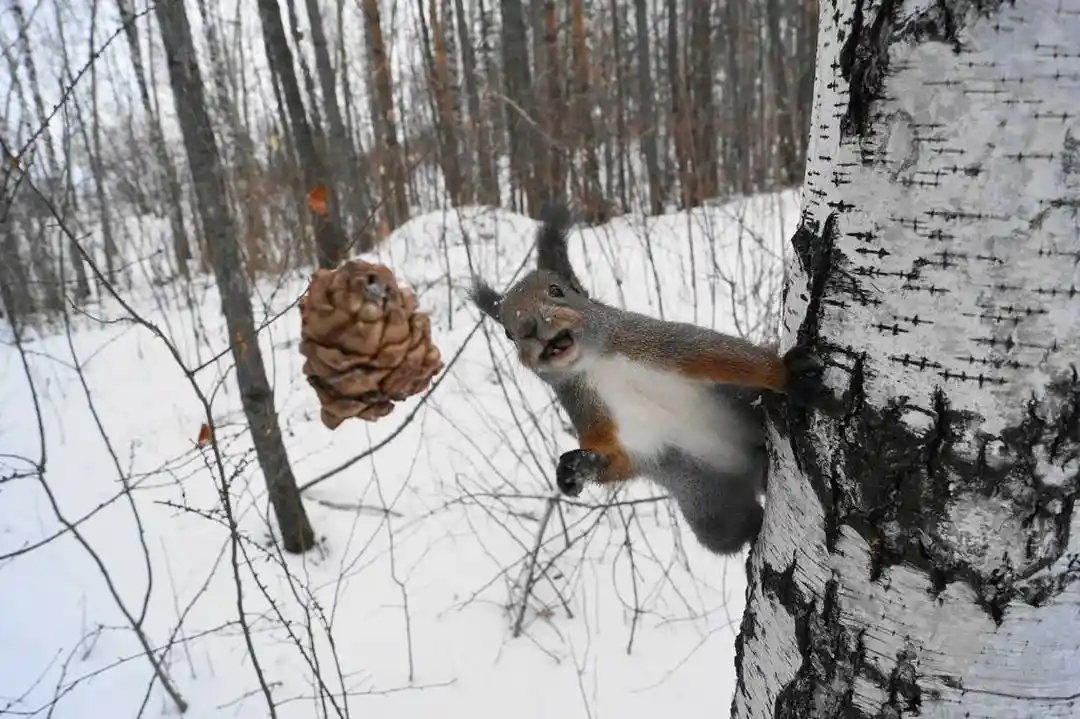 A squirrel with a surprised or disappointed expression is clinging to the side of a birch tree in a snowy forest, looking at…
