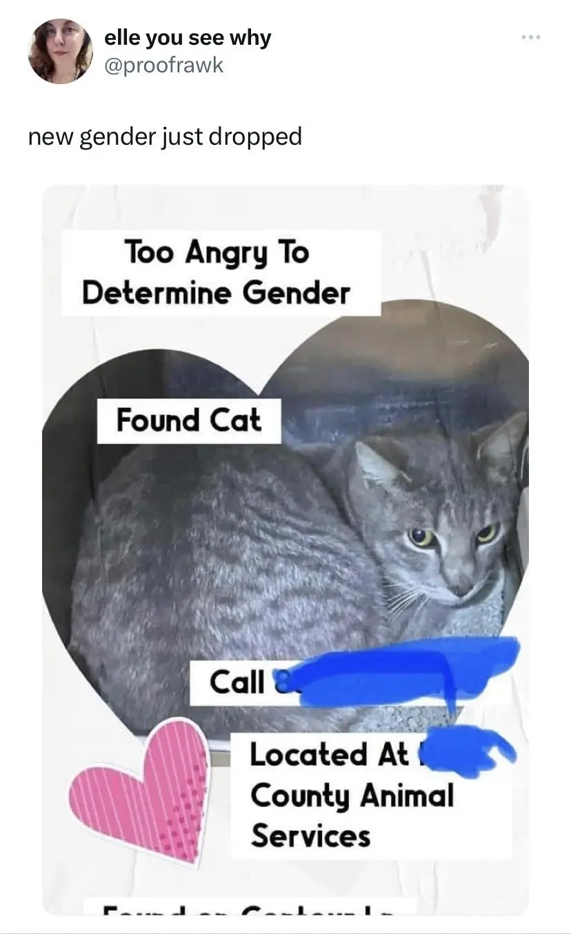 A gray tabby cat with yellow eyes stares angrily from inside a cardboard pet carrier, overlaid with text mimicking a lost…