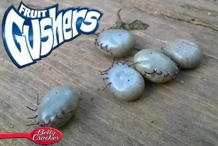 Five gray, oval-shaped, tick-like objects with legs are arranged on a wooden surface. The image features the 'Fruit Gushers'…